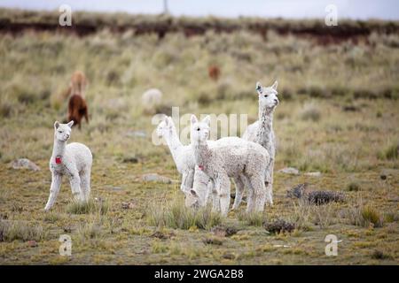 Alpakas (Vicugna pacos) in der Reserva Nacional de Salinas y Aguada Blanca, Provinz Arequipa, Peru Stockfoto