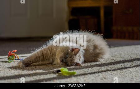 Ragdoll-Katze fühlt sich zu Hause Stockfoto