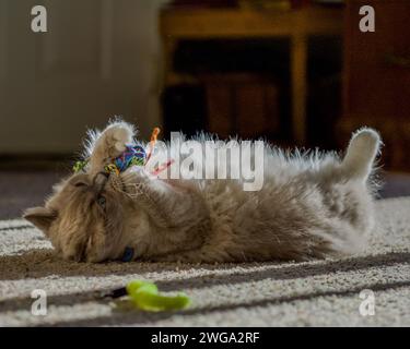 Ragdoll-Katze fühlt sich zu Hause Stockfoto