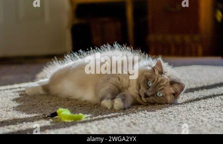 Ragdoll-Katze fühlt sich zu Hause Stockfoto