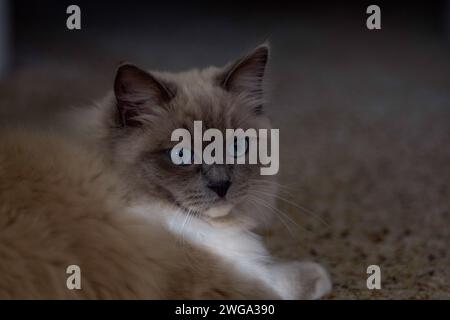Ragdoll-Katze fühlt sich zu Hause Stockfoto