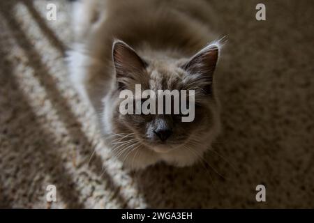 Ragdoll-Katze fühlt sich zu Hause Stockfoto