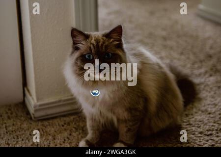 Ragdoll-Katze fühlt sich zu Hause Stockfoto