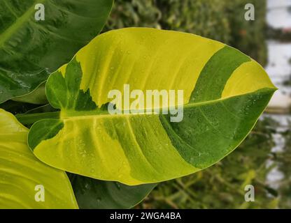 Atemberaubendes gelbes und grünes Blatt des vielseitigen Philodendron-Mondlichts Stockfoto