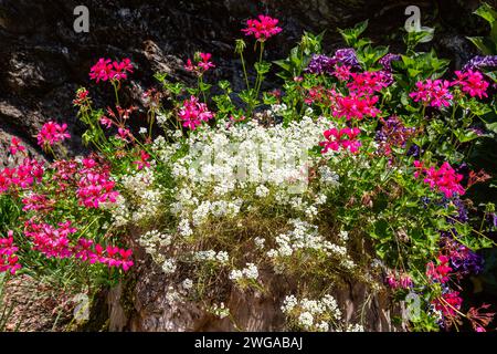 Farbenfrohe rosa Geranien, weiße süße Ylissum und lila Hortensien wachsen in der Lombardei, Italien. Stockfoto