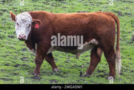 Ein kurioses braunes und weißes Bullvieh mit Ohrmarke. Mission Peak Regional Preserve, Bay Area, Kalifornien. Stockfoto