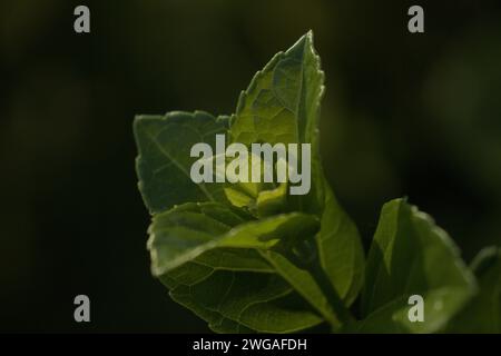 Grünes Blatt in dichtem Unterholz Stockfoto