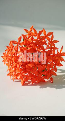 Rote ashoka-Blüten oder Sarka asoka isoliert auf weißem Hintergrund Stockfoto