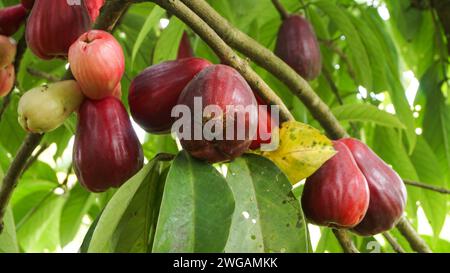 Jamaikanische Guave Frucht noch auf dem Baum Stockfoto