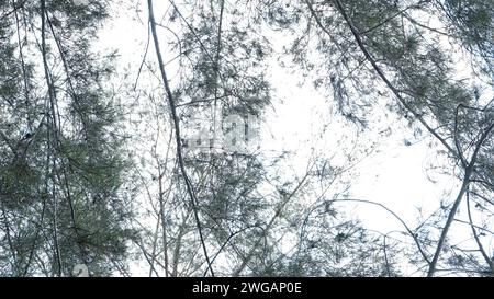 Cemara laut oder Casuarina Equisetifolia am Rande des Strandes, deren Blätter und Ketten vom Wind geweht werden Stockfoto