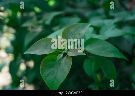 Die Blätter und Triebe der Zierpflanze Bougainvillea sind dem sanften Morgensonnenlicht ausgesetzt Stockfoto