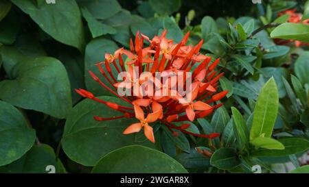 Rote ashoka-Blüten oder Sarka asoka isoliert auf weißem Hintergrund Stockfoto