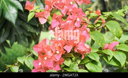 Bunga Kertas oder rote Bougainvillea Blüten, die in der Trockenzeit wunderschön blühen Stockfoto