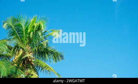 Kokospalmen und Kokosnussblätter vor dem Hintergrund eines klaren blauen Himmels im Sommer Stockfoto
