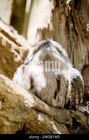 Das tawny Frogmouth Plumage ist in Grau, Weiß, Schwarz und Rupus gesprenkelt – die Federmuster helfen ihnen dabei, tote Äste zu imitieren. Sie haben helles Schreien Stockfoto