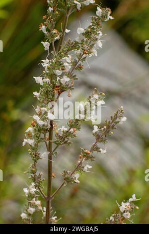 Kalifornischer weißer Salbei, Salvia Apiana, in Blüte im Hochsommer. Stockfoto