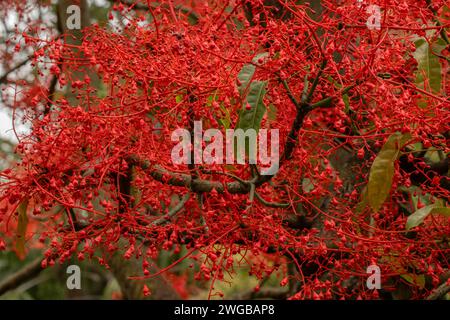 Flammenbaum, Brachychiton acerifolius, blüht im Hochsommer, Australien. Stockfoto