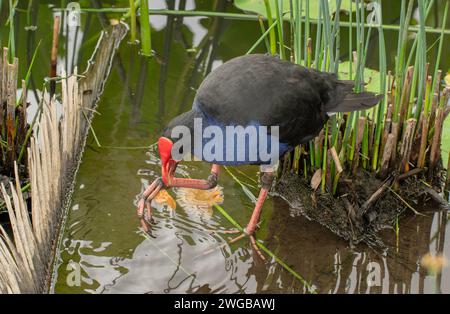 Australasischer Sumpf, Porphyrio melanotus, isst Kuchenwickel im Botanischen Garten, Melbourne. Australien. Stockfoto