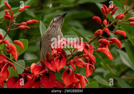 Roter Wattlebvogel, Anthochaera carunculata, Fütterung in Cockscomb Coral Tree, Erythrina crista-galli. Melbourne Garden. Stockfoto