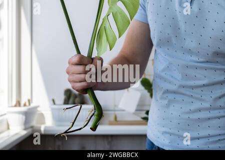 Pflanzenkopfmonstera in einen neuen Topf umpflanzen. Hinzufügen von Boden, der Pflanzen in Innenräumen aufwacht. Neupflanzung in neuem Boden, männliche Hände kümmern sich um tropische Pflanzen, Nachhaltigkeit und Umwelt. Frühjahrspflanzenpflege Stockfoto