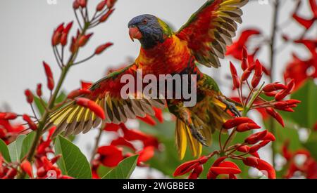 Rainbow lorikeet, Trichoglossus moluccanus, Start von Cockscomb Coral Tree, Erythrina crista-galli. Melbourne Garden. Stockfoto