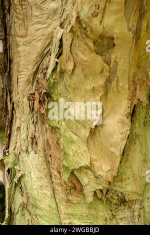 Die papierfarbene Rinde der Paperrinde Melaleuca styphelioides; Ostaustralien. Stockfoto