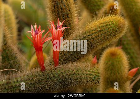 Goldener Rattenschwanz, Cleistocactus winteri, Kakteen, in Blüte; Bolivien, Stockfoto