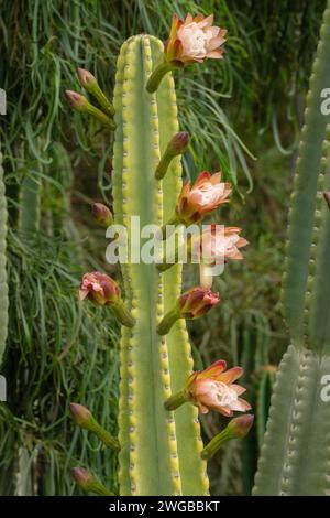 Goldene Fackel, Soehrensia spachiana, in Blume. Südamerika. Stockfoto