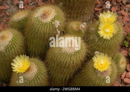 Zitronenkugelkaktus, Parodia leninghausii; in Blume, Brasilien. Stockfoto