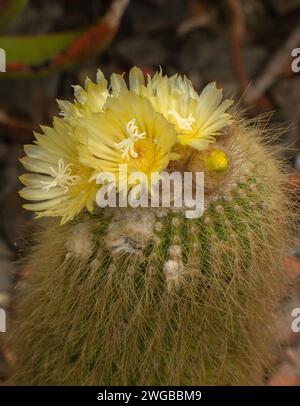Zitronenkugelkaktus, Parodia leninghausii; in Blume, Brasilien. Stockfoto
