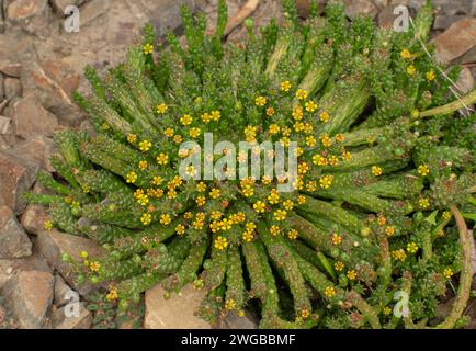 Medusa's Head, Euphorbia flanaganii, in Blume; Südafrika. Stockfoto