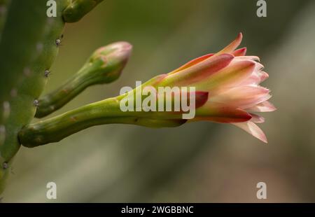 Goldene Fackel, Soehrensia spachiana, in Blume. Südamerika. Stockfoto