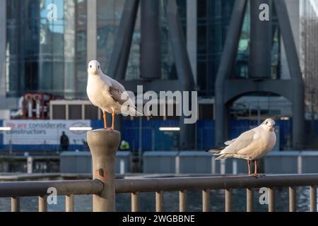 Urbanes Tierkonzept. Zwei schwarzköpfige Möwen auf einem Geländer am Millwall Dock, Isle of Dogs, London, England, Großbritannien Stockfoto