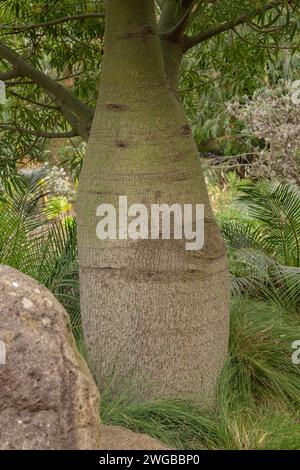 Queensland Flaschenbaum, Brachychiton rupestris. In der Kultivierung, Queensland. Stockfoto