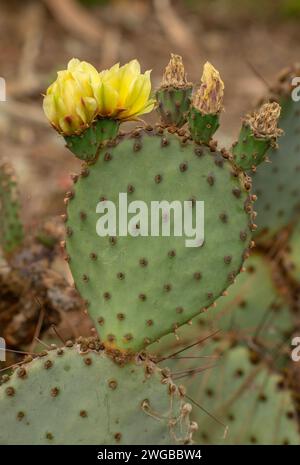 Opuntia azurea im Big Bend National Park, Texas. Stockfoto