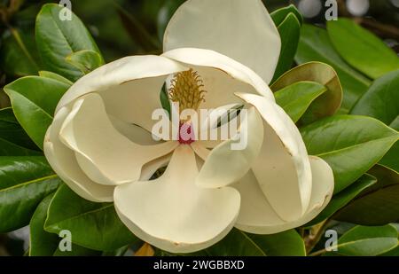 Magnolie oder Bull Bay, Magnolia grandiflora, im Hochsommer blühend. Südosten der USA. Stockfoto