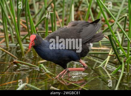 Australasischer Sumpffisch, Porphyrio melanotus, ernährt sich zwischen Sträuchern im flachen See. Melbourne. Stockfoto