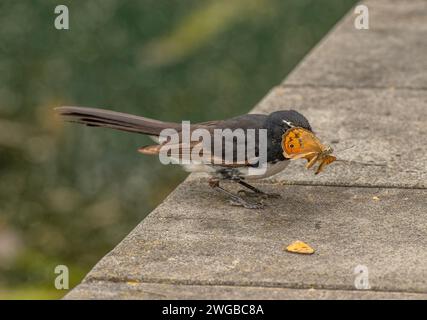 Willie Bachtail, Rhipidura leucophrys, töten und fressen frisch gefangenen Schmetterling. Melbourne. Stockfoto