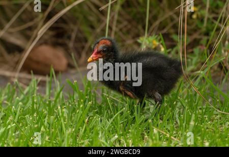 Dämmerungsmoorhen, Gallinula tenebrosa-Hühner, die in feuchtem Seegras füttern. Victoria, Australien. Stockfoto