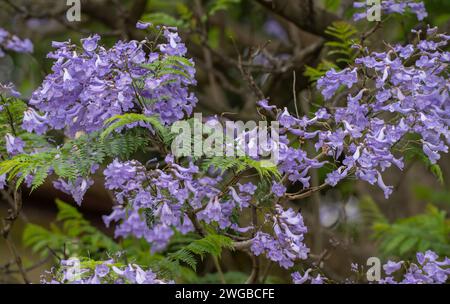 Jacaranda, Jacaranda mimosifolia, in Blume im Anbau, Melbourne, Australien. Stockfoto