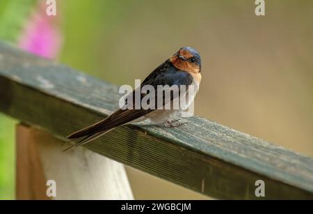 Erwachsene Willkommensschwalbe, Hirundo neoxena, auf einem Zaun unter dem Nest thront. Tasmanien. Stockfoto