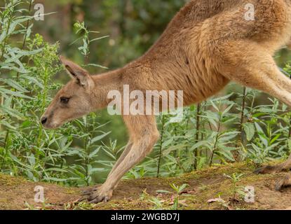 Jungforstkänguru, Macropus giganteus tasmaniensis, endemisch in Tasmanien. Stockfoto