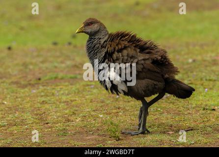 Junge tasmanische Eingeborene, Tribonyx mortierii, fressen von Grasland. Stockfoto