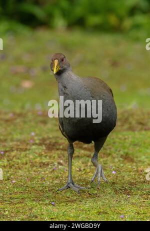 Tasmanische Eingeborene, Tribonyx mortierii, fressen von Grasland. Stockfoto