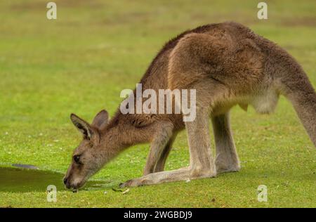 Waldkänguru, Macropus giganteus tasmaniensis, trinkt in Graslandpfütze; endemisch in Tasmanien. Stockfoto