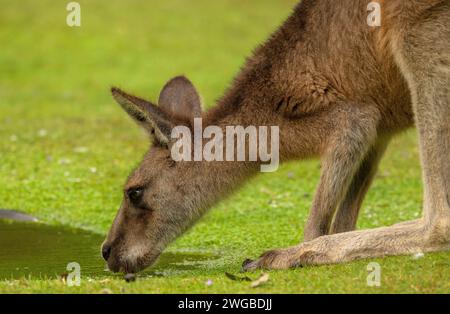 Waldkänguru, Macropus giganteus tasmaniensis, trinkt in Graslandpfütze; endemisch in Tasmanien. Stockfoto