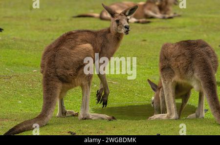 Waldkängurus, Macropus giganteus tasmaniensis, trinken in Graslandpfütze; endemisch in Tasmanien. Stockfoto