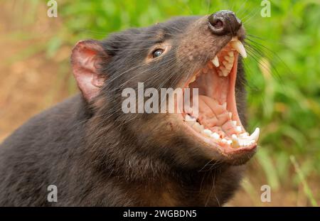 Der tasmanische Teufel, Sarcophilus harrisii, gähnt oder spitzt sich die Zähne. Tasmanien. Stockfoto