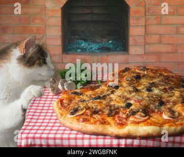 Hungrige Katze kriecht sich zum Pizzabett Stockfoto