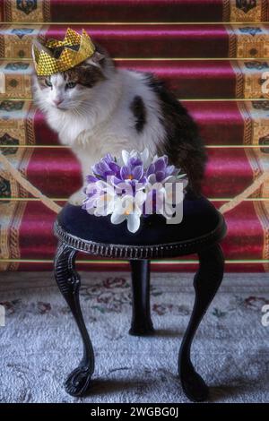 Katzenporträt in Königskrone und Krokusblüten Stockfoto